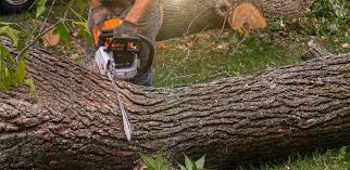 Trusted Lewisville, WA Tree Care Experts