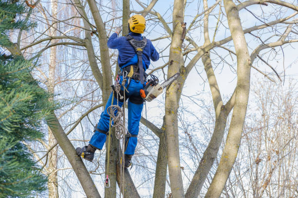 How Our Tree Care Process Works  in  Lewisville, WA