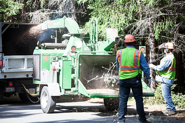 Best Tree Maintenance Programs  in Lewisville, WA