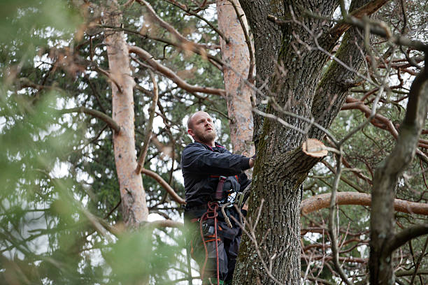 Tree and Shrub Care in Lewisville, WA